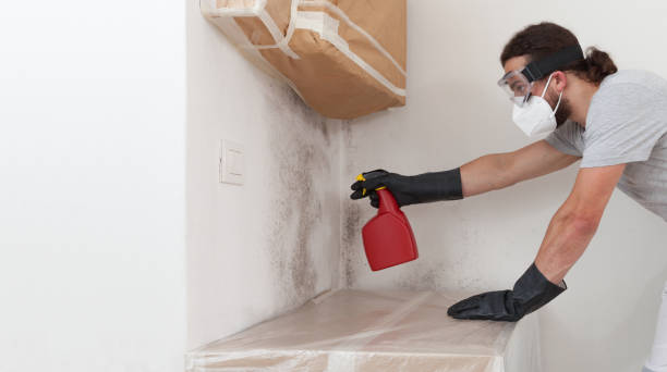 Professional Attic Mold Removal technician working in Lincoln, IL