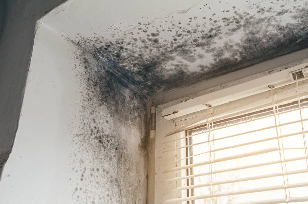 Affordable Basement Mold Removal solutions in Lincoln, IL