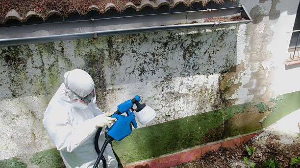 Trusted Attic Mold Removal service in Lincoln, IL - Cheap Mold Removal